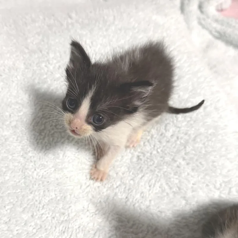 A young small-sized male Black Domestic Short Hair cat named Dos for adoption in Albert Lea, MN