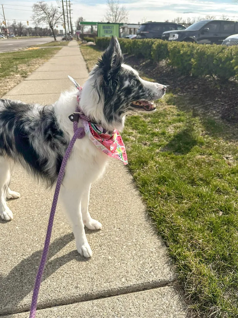 Willow Needs A Forever thumbnail 2