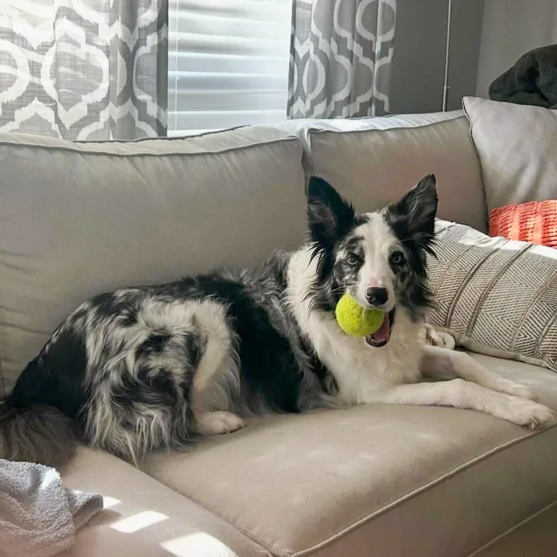 Willow Needs A Forever thumbnail 3