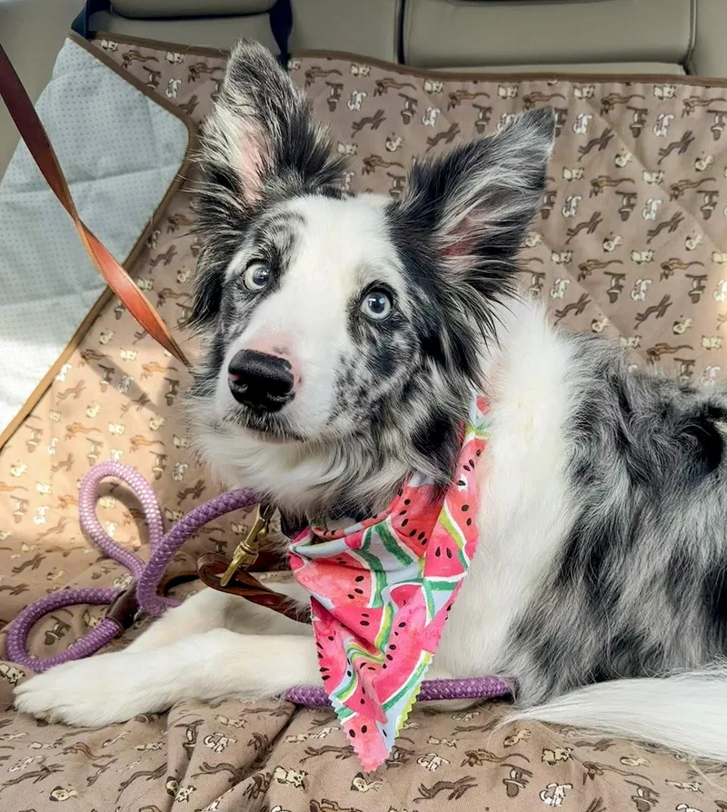 Willow Needs A Forever thumbnail 4