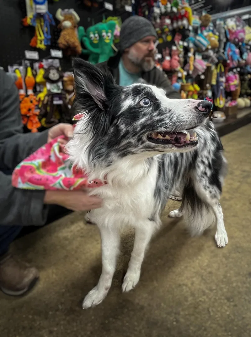 Willow Needs A Forever thumbnail 5