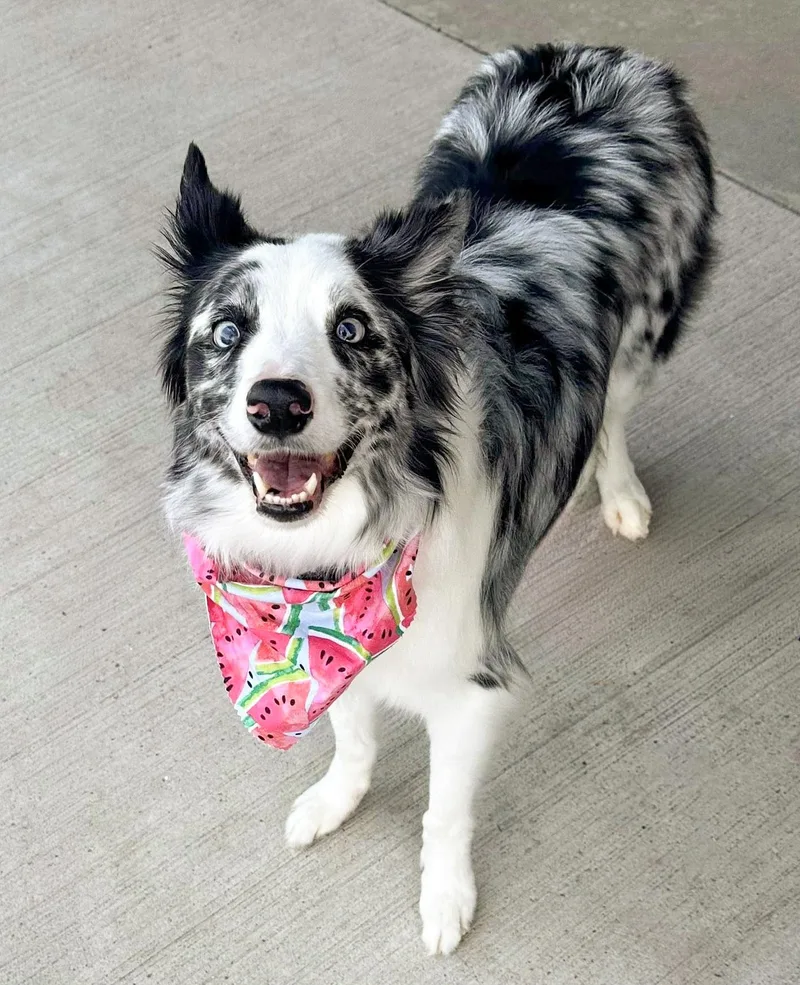 Willow Needs A Forever