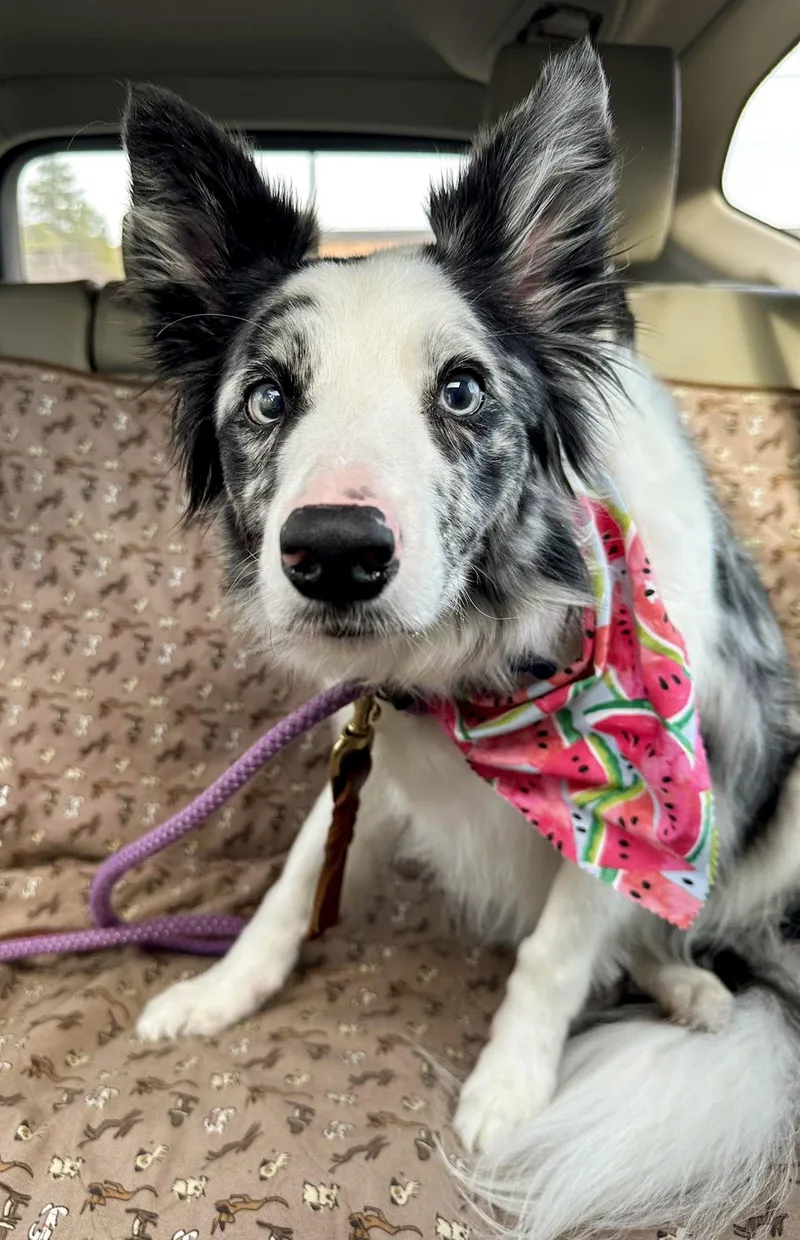 Willow Needs A Forever thumbnail 6