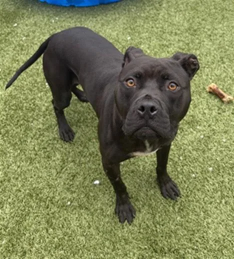 A young medium-sized female Pit Bull Terrier dog named Tenderloin for adoption in Toledo, OH