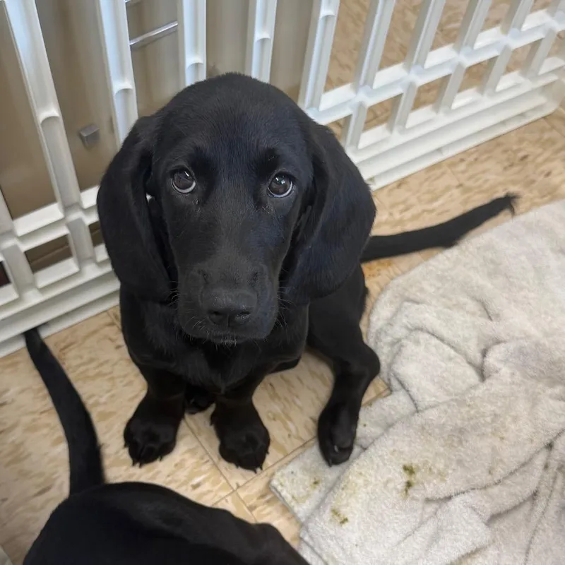A baby small-sized female Black Basset Hound dog named Odessa for adoption in Breese, IL