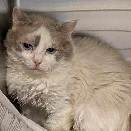 An adult medium-sized male Ragdoll cat named Nemo for adoption in Philadelphia, PA