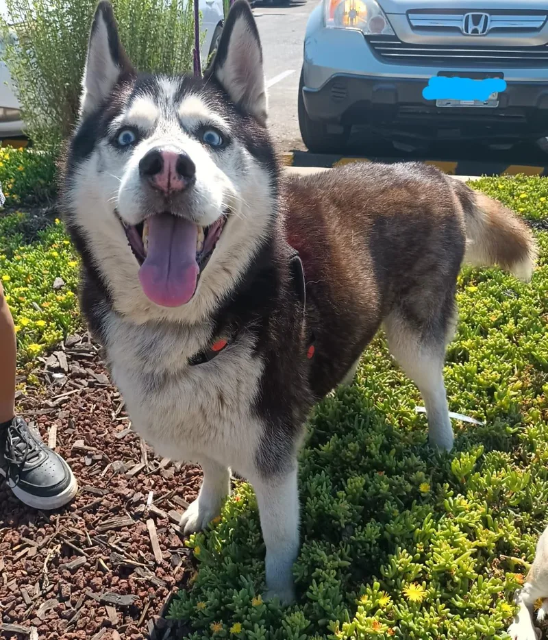 Mr. John thumbnail 3