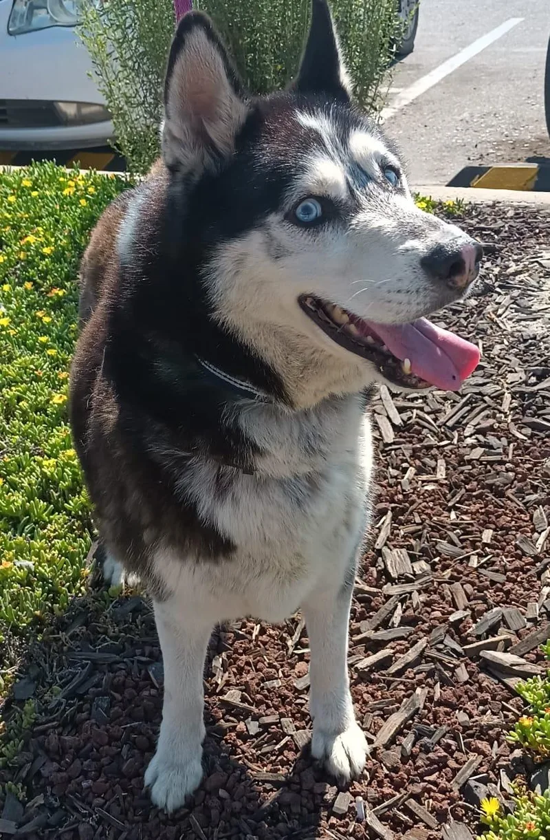 Mr. John thumbnail 4