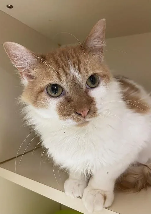 Alfie aka Marmalade