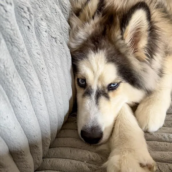 A young large-sized male Siberian Husky dog named Lucky for adoption in Des Moines, IA