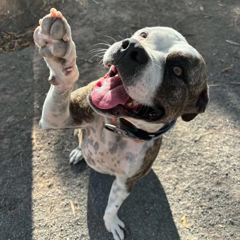 An adult medium-sized female White / Cream Pit Bull Terrier dog named Sunny for adoption in Lake Jackson, TX