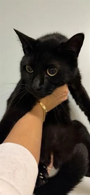 An adult medium-sized male Domestic Short Hair cat named Cooper for adoption in Miami, FL