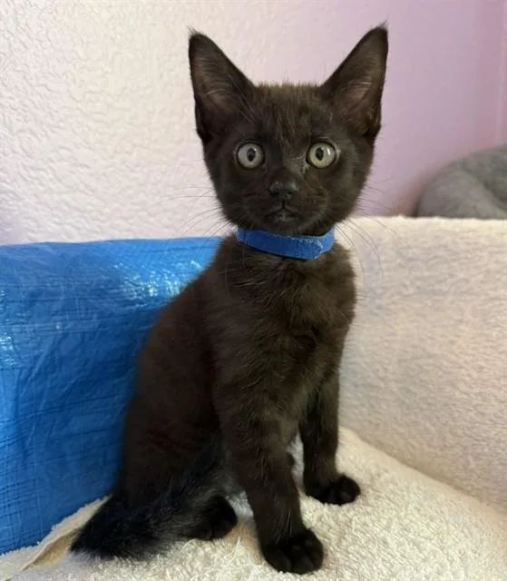 A baby small-sized male Domestic Long Hair cat named Shadow for adoption in Sacramento, CA