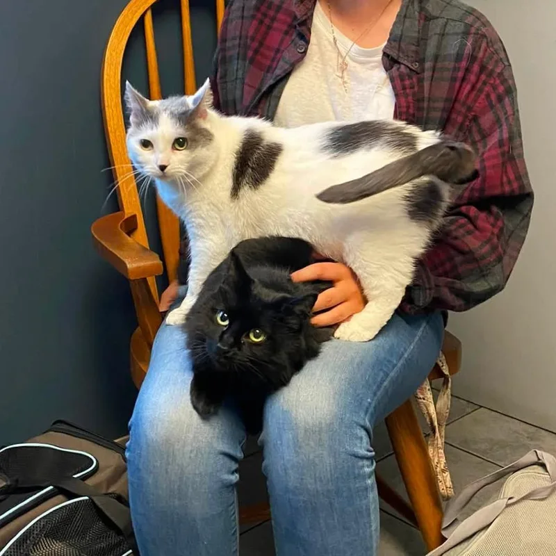 A senior small-sized female White Domestic Medium Hair cat named Day Bonded with for adoption in Bristol, IN