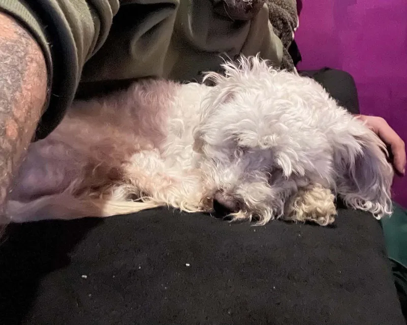 An adult small-sized male Poodle dog named Tokyo for adoption in Westwood, NJ