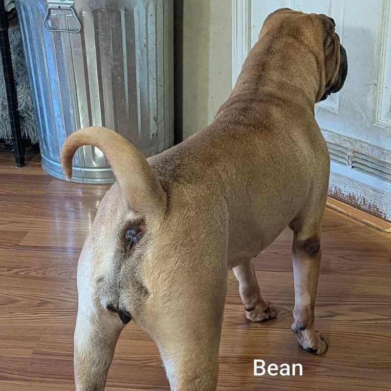 An adult medium-sized male Shar-Pei dog named BEAN Bio coming for adoption in Cameron, NC