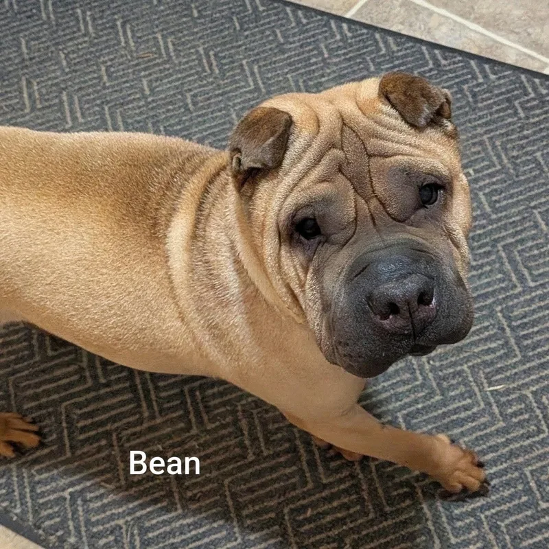 BEAN  Bio coming thumbnail 3