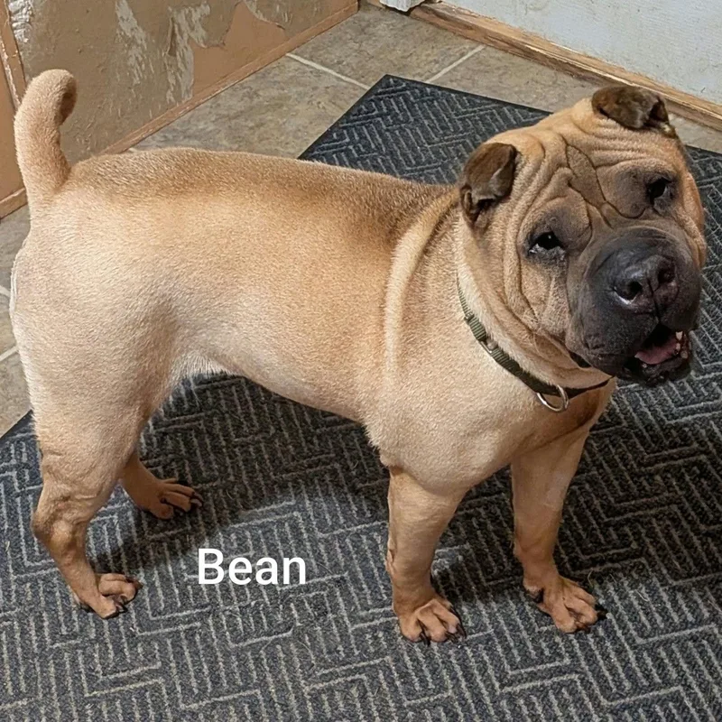 BEAN  Bio coming thumbnail 4