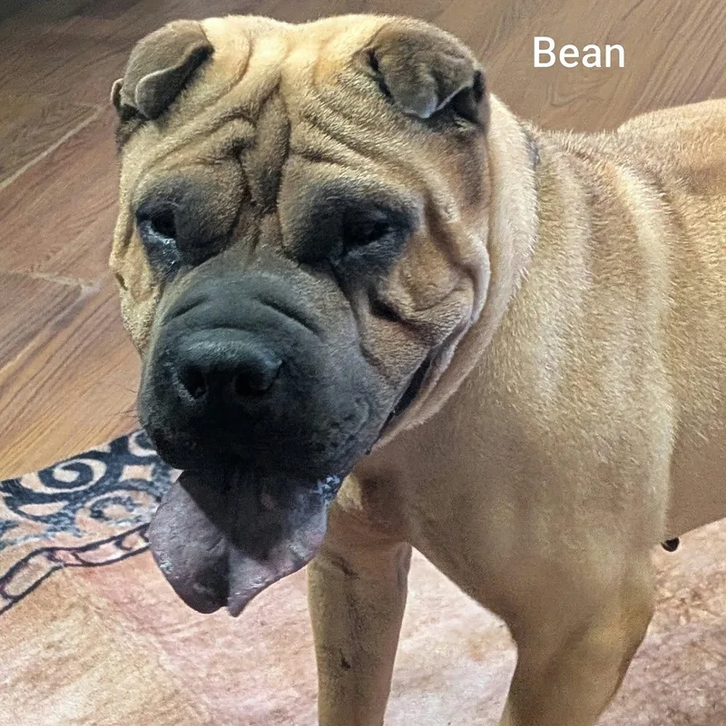 BEAN  Bio coming thumbnail 5
