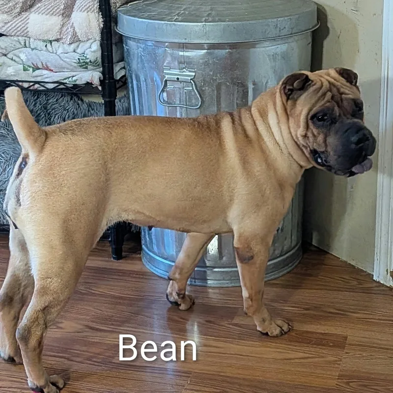 BEAN  Bio coming thumbnail 6
