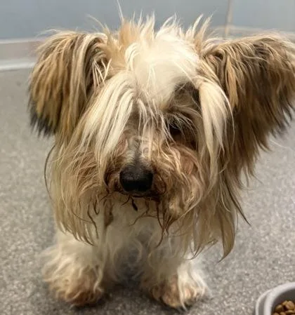 A senior small-sized male Mixed Breed dog named Lambeau for adoption in Munster, IN