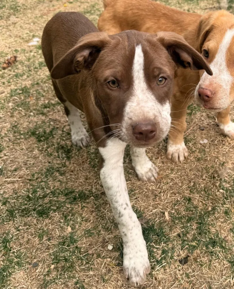 T.n Honey thumbnail 2