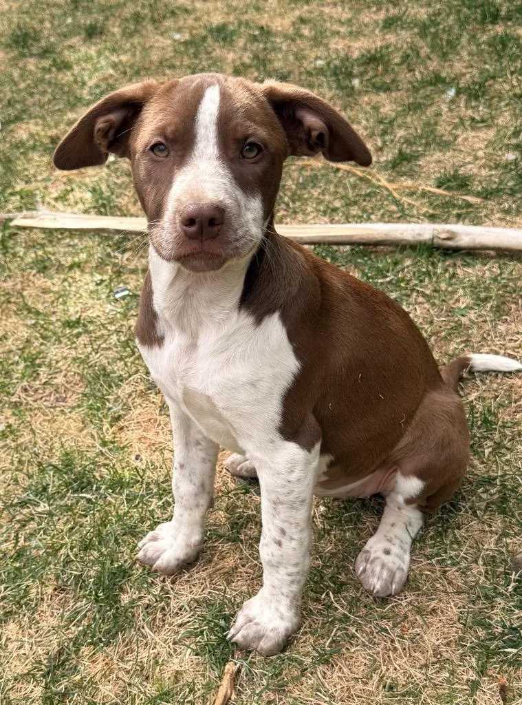 T.n Honey thumbnail 3