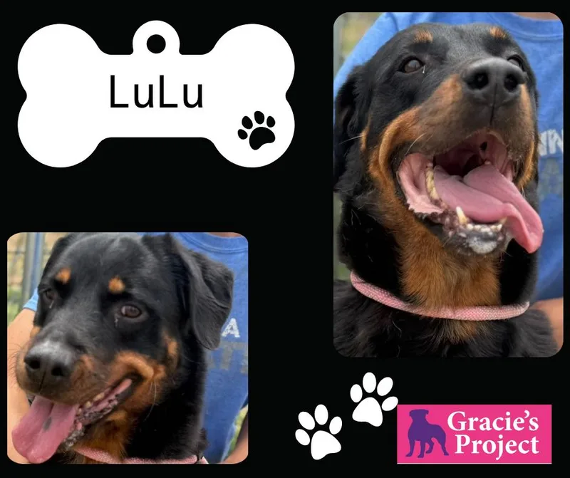 Lulu