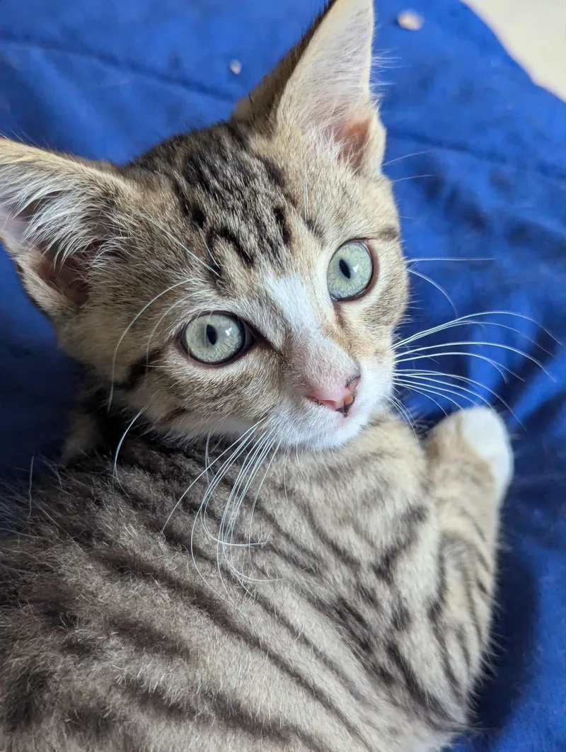 A baby medium-sized male Domestic Short Hair cat named Amos E for adoption in Cary, NC