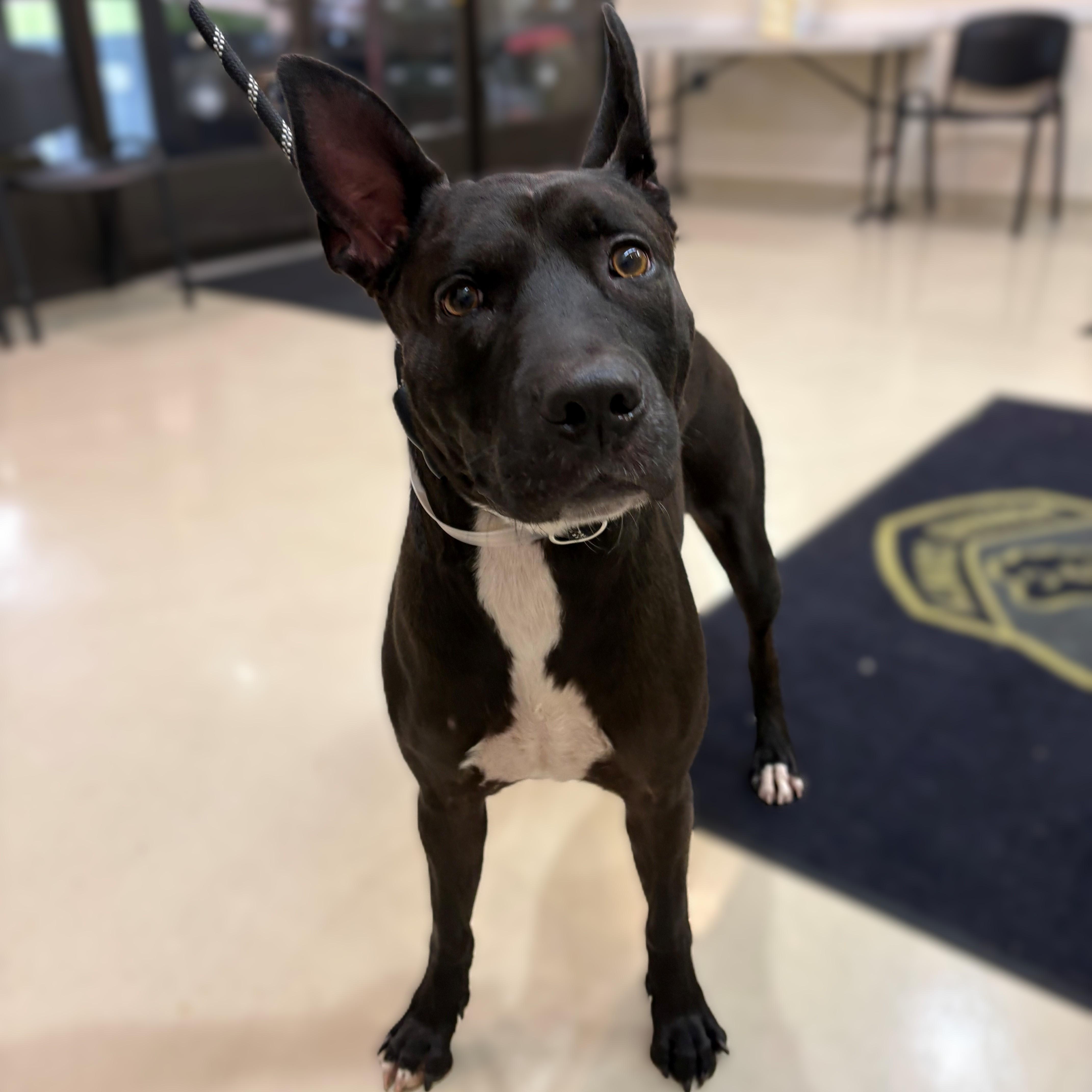 An adult medium-sized female Black Mixed Breed dog named Pepsi for adoption in Columbia, MD