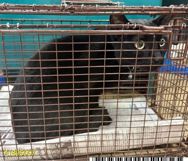 An adult small-sized male Domestic Short Hair cat named Jimmy for adoption in West Palm Beach, FL