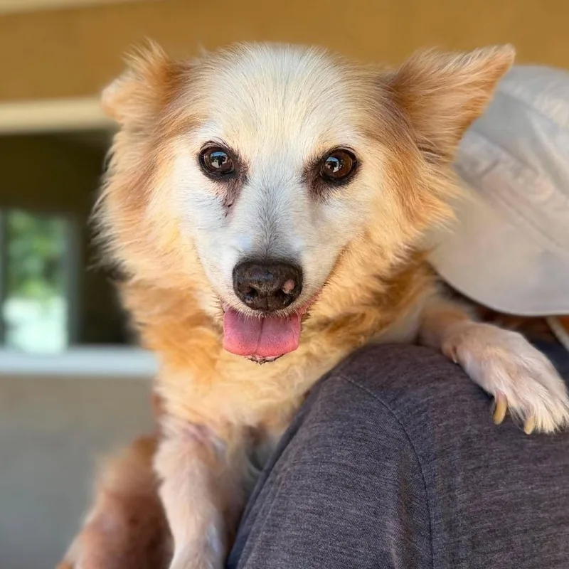 A senior small-sized male White / Cream Terrier dog named Curry for adoption in Ramona, CA