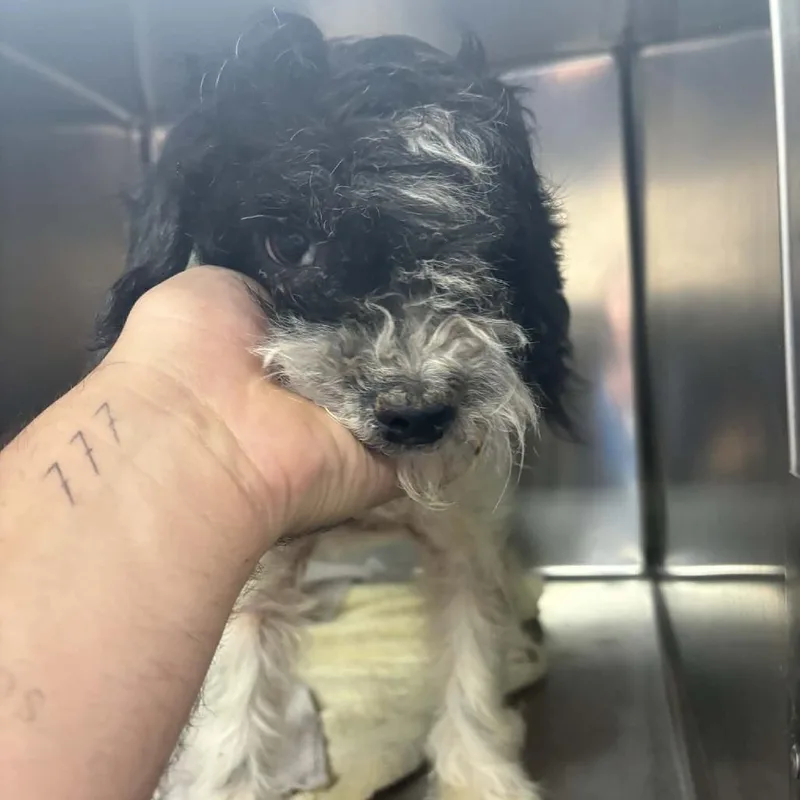 A young small-sized female White / Cream Poodle dog named Reign  Costa Mesa for adoption in Chino Hills, CA