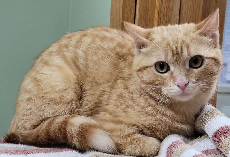 A baby medium-sized female Domestic Short Hair cat named Sparrow for adoption in Portage, WI