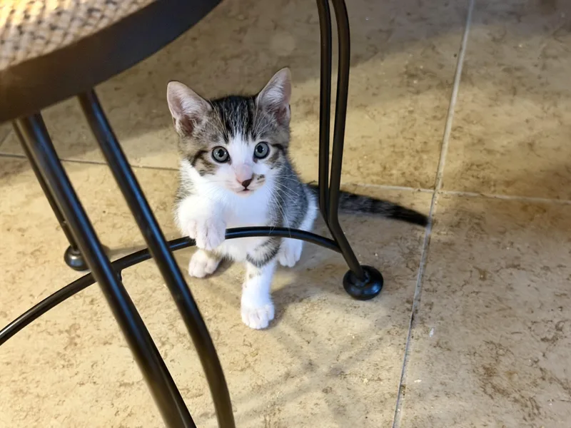 A baby medium-sized male Domestic Short Hair cat named Cooper for adoption in Gilroy, CA