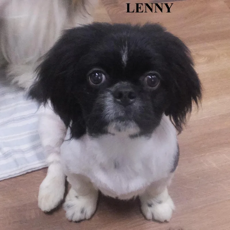 Andy Gentry Lenny thumbnail 2