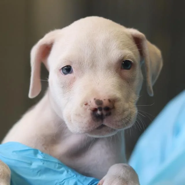 A baby small-sized male American Staffordshire Terrier dog named Oreo for adoption in San Antonio, TX