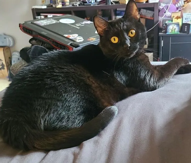 An adult small-sized female Domestic Medium Hair cat named Coal for adoption in Darien, GA