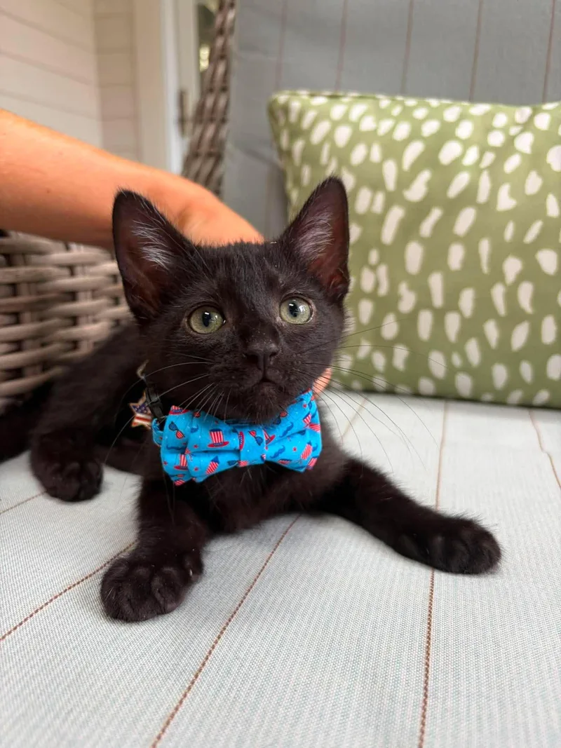 A young medium-sized male Domestic Short Hair cat named Cola for adoption in Camden, SC