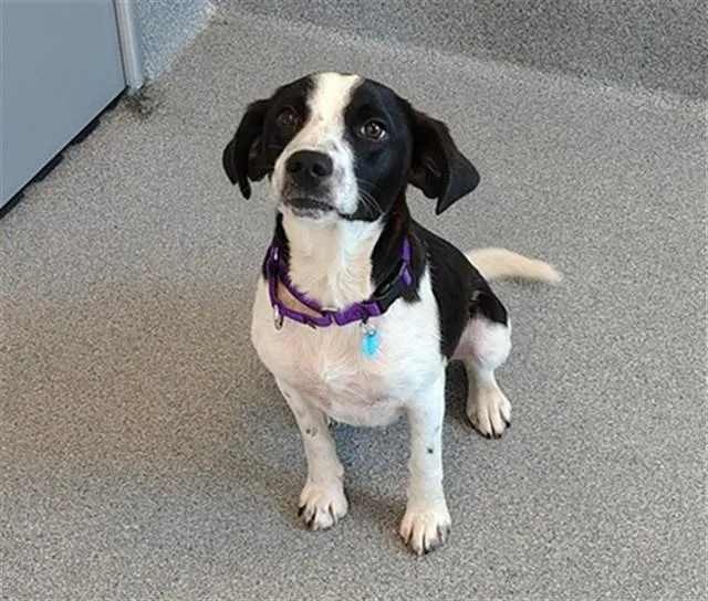 A young medium-sized male Hound dog named Bandit for adoption in Leesburg, VA