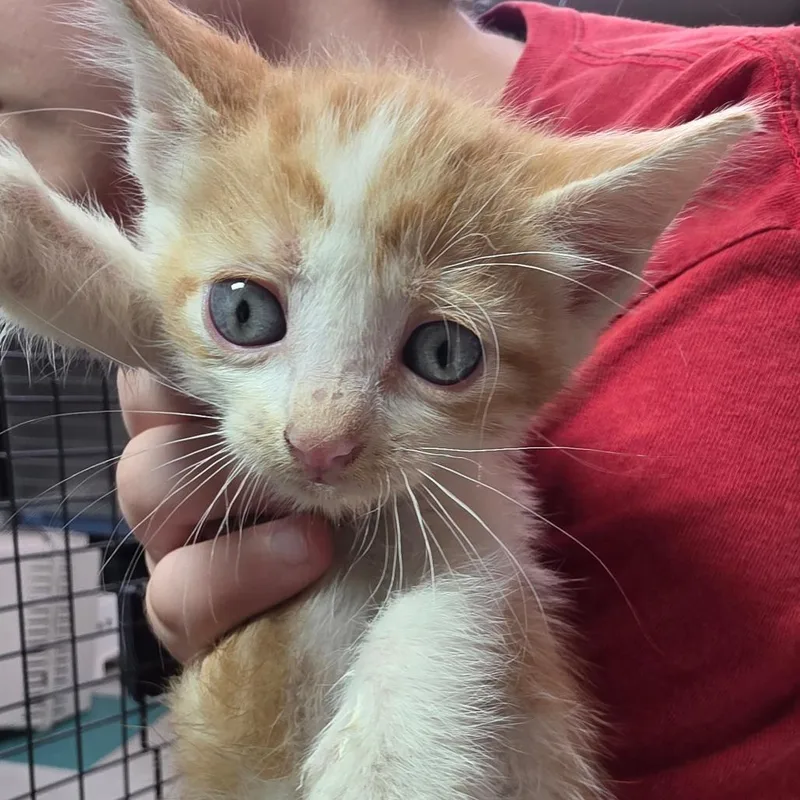 A baby small-sized female Domestic Medium Hair cat named Breakfast Taco for adoption in Leander, TX