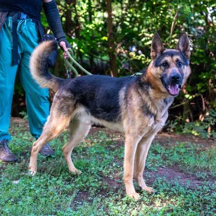 An adult large-sized male Mixed Breed dog named Evory for adoption in Chamblee, GA