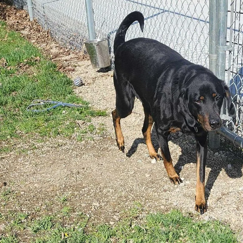 A senior large-sized female Black Doberman Pinscher dog named Starla for adoption in Muncie, IN