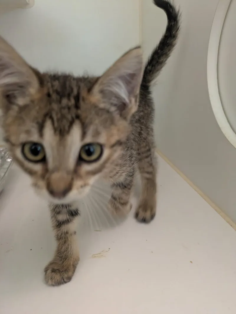 A baby small-sized female Domestic Short Hair cat named Georgia for adoption in Texas City, TX