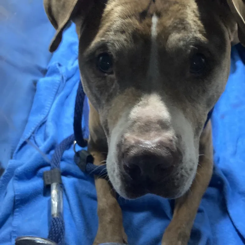 A senior medium-sized male Brown / Chocolate Mixed Breed dog named Mr Merion for adoption in Philadelphia, PA