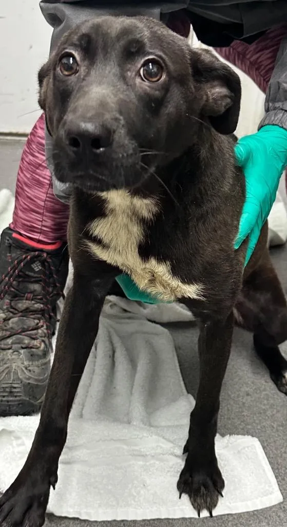A baby medium-sized female Mixed Breed dog named Junie for adoption in Hillsdale, IN