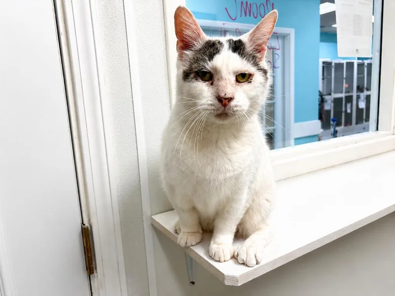 An adult medium-sized male Domestic Short Hair cat named Sand Dollar for adoption in Raleigh, NC