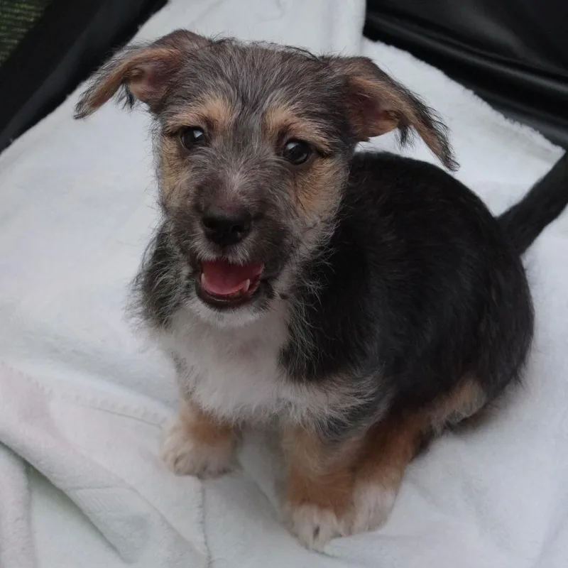 A baby small-sized male Black Terrier dog named Puppy Jupiter for adoption in Miami, FL