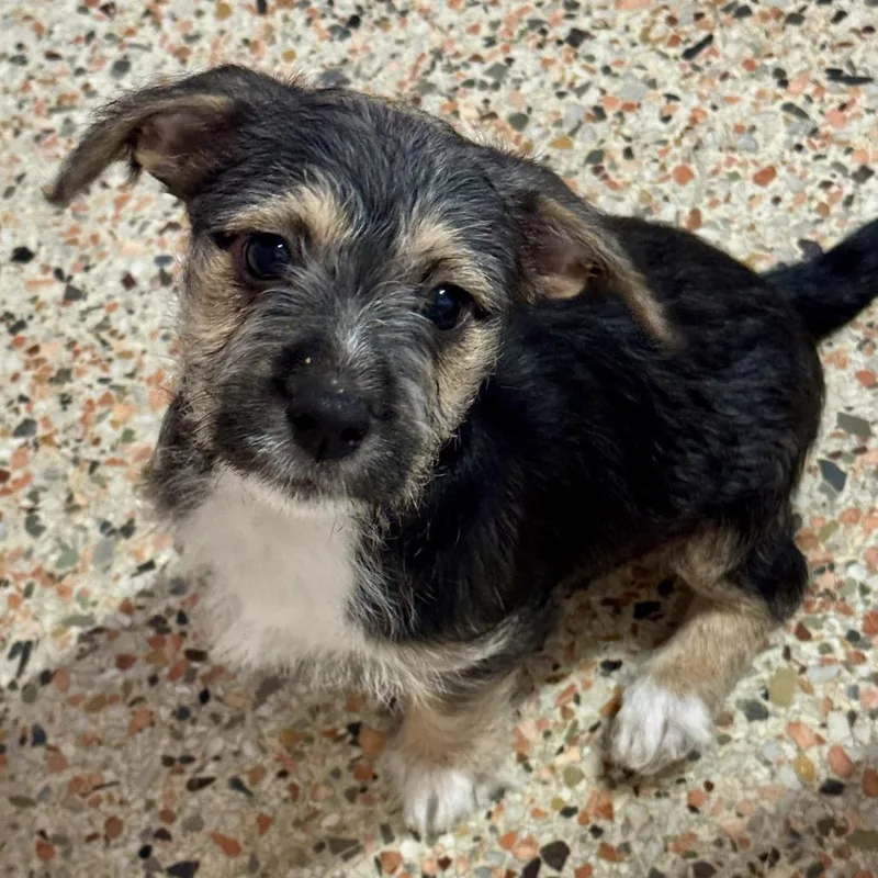 Puppy Jupiter thumbnail 2