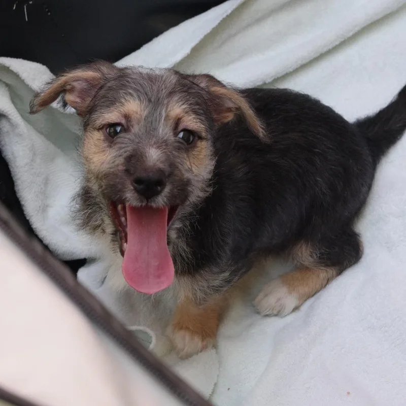 Puppy Jupiter thumbnail 3